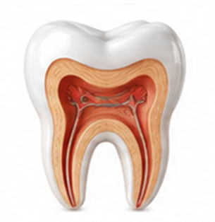 Dentistry Care